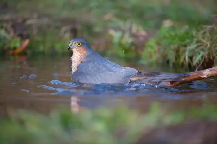 Framed Print : Eurasian Sparrowhawk (Accipiter nisus) adult male, bathing, in oak woodland, Norfolk, England, december Framed Print : Eurasian Sparrowhawk (Accipiter nisus) adult male, bathing, in oak woodland, Norfolk, England, december