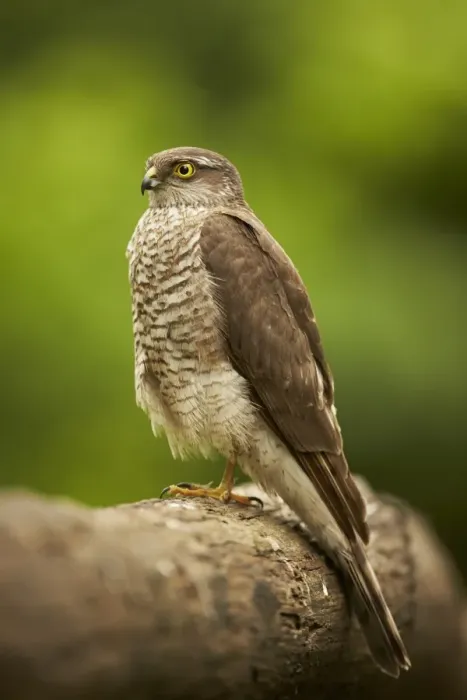 Framed Print : Eurasian Sparrowhawk (Accipiter nisus) immature female, perched on log in woodland, Hungary, May Framed Print : Eurasian Sparrowhawk (Accipiter nisus) immature female, perched on log in woodland, Hungary, May