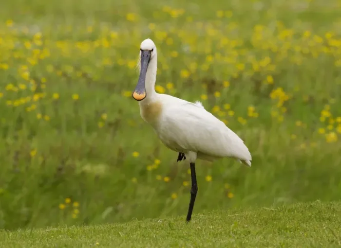 Framed Print : Eurasian Spoonbill (Platalea leucorodia) adult, breeding plumage, standing on one leg, Netherlands, May Framed Print : Eurasian Spoonbill (Platalea leucorodia) adult, breeding plumage, standing on one leg, Netherlands, May