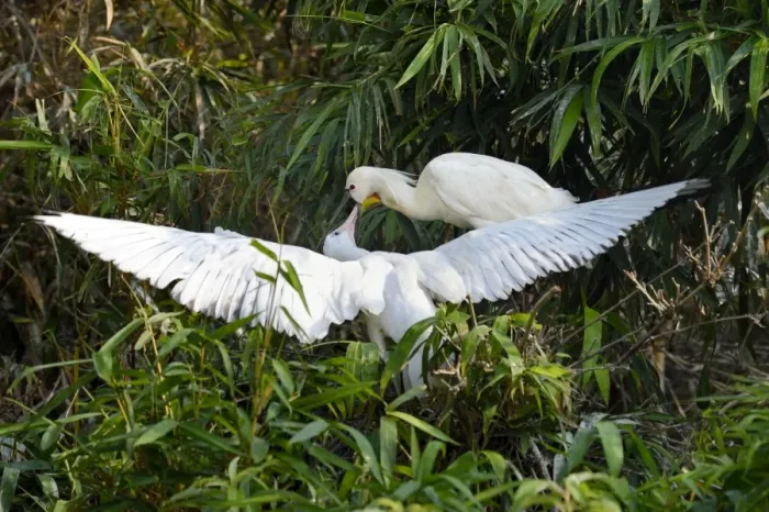 Framed Print : Eurasian Spoonbill (Platalea leucorodia) adult, breeding plumage, feeding young, standing at nest in bamboo
