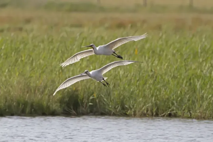 Framed Print : Eurasian Spoonbill (Platalea leucorodia) adult and juvenile, in flight, landing in marshland, Cley Marshes Reserve
