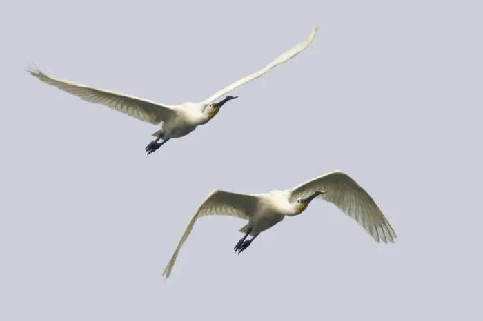 Framed Print : Eurasian Spoonbill (Platalea leucorodia) two adults, in flight, Keoladeo Ghana N. P. (Bharatpur), Rajasthan, India Framed Print : Eurasian Spoonbill (Platalea leucorodia) two adults, in flight, Keoladeo Ghana N. P. (Bharatpur), Rajasthan, India