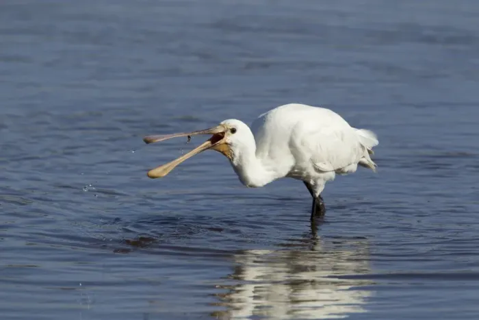 Framed Print : Eurasian Spoonbill (Platalea leucorodia) juvenile, feeding in shallow water, Guernsey, Channel Islands, May Framed Print : Eurasian Spoonbill (Platalea leucorodia) juvenile, feeding in shallow water, Guernsey, Channel Islands, May