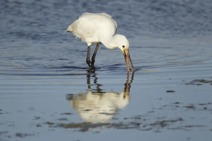 Framed Print : Eurasian Spoonbill (Platalea leucorodia) juvenile, feeding in shallow water, Guernsey, Channel Islands, May Framed Print : Eurasian Spoonbill (Platalea leucorodia) juvenile, feeding in shallow water, Guernsey, Channel Islands, May