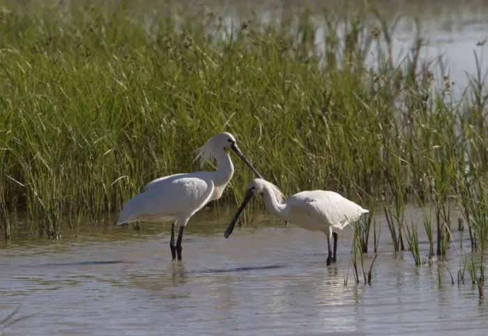 Framed Print : Eurasian Spoonbills feeding - Coto Donana, Spain Framed Print : Eurasian Spoonbills feeding - Coto Donana, Spain