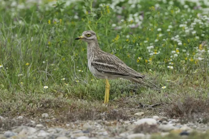 Framed Print : Eurasian Stone-curlew (Burhinus oedicnemus) adult, standing amongst wildflowers, Lemnos, Greece, May Framed Print : Eurasian Stone-curlew (Burhinus oedicnemus) adult, standing amongst wildflowers, Lemnos, Greece, May