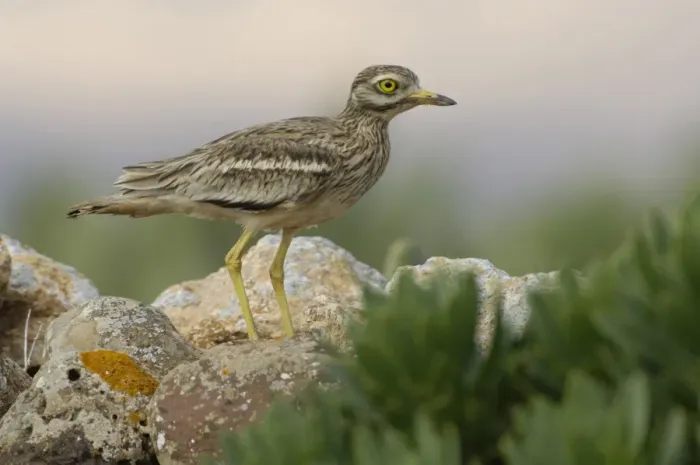 Framed Print : Eurasian Stone-curlew (Burhinus oedicnemus insularum) adult, standing amongst rocks, Fuerteventura, Canary Islands, march Framed Print : Eurasian Stone-curlew (Burhinus oedicnemus insularum) adult, standing amongst rocks, Fuerteventura, Canary Islands, march