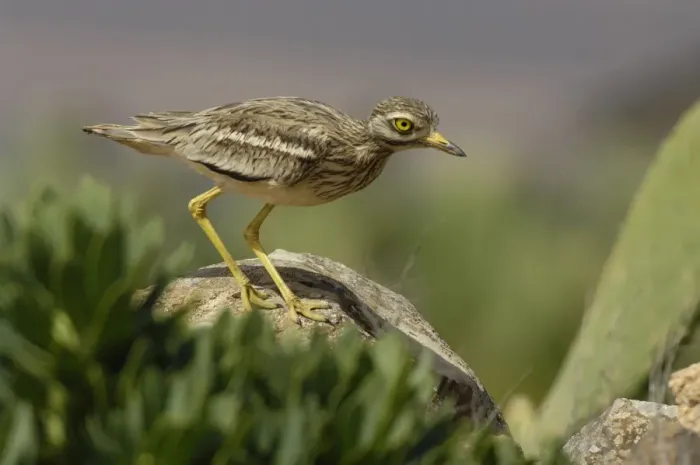 Framed Print : Eurasian Stone-curlew (Burhinus oedicnemus insularum) adult, standing on rock, Fuerteventura, Canary Islands, march Framed Print : Eurasian Stone-curlew (Burhinus oedicnemus insularum) adult, standing on rock, Fuerteventura, Canary Islands, march