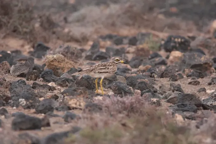 Framed Print : Eurasian Stone-curlew (Burhinus oedicnemus insularum) endemic subspecies, adult, standing amongst volcanic rocks Framed Print : Eurasian Stone-curlew (Burhinus oedicnemus insularum) endemic subspecies, adult, standing amongst volcanic rocks