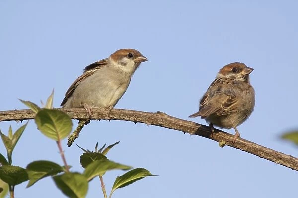 Eurasian Tree Sparrow (Passer montanus) two juveniles, perched on bramble stem, Bempton, East Yorkshire, England, June