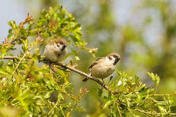 Eurasian Tree Sparrow (Passer montanus) adult and juvenile, newly fledged, perched on twig