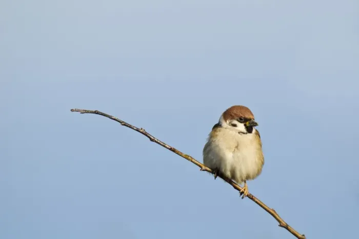 Framed Print : Eurasian Tree Sparrow (Passer montanus) adult, perched on twig, Bempton Cliffs RSPB Reserve, Bempton, East Yorkshire