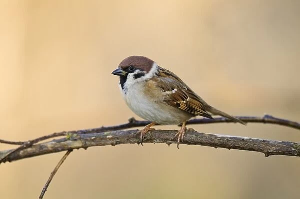 Eurasian Tree Sparrow (Passer montanus) adult, perched on twig, Bempton Cliffs RSPB Reserve, Bempton, East Yorkshire