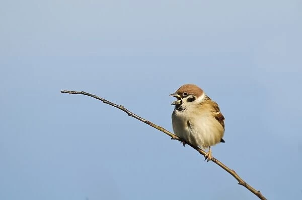 Eurasian Tree Sparrow (Passer montanus) adult, with beak open, perched on twig, Bempton Cliffs RSPB Reserve, Bempton