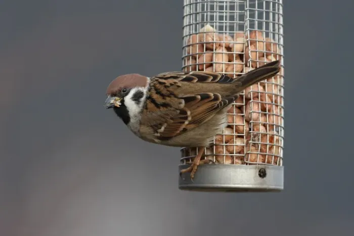 Framed Print : Eurasian Tree Sparrow (Passer montanus) adult, feeding on peanuts from feeder in garden, Leicestershire, England, january Framed Print : Eurasian Tree Sparrow (Passer montanus) adult, feeding on peanuts from feeder in garden, Leicestershire, England, january
