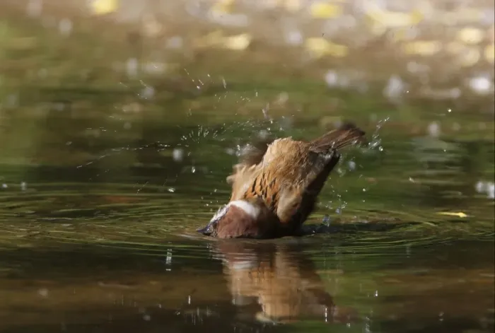 Framed Print : Eurasian Tree Sparrow (Passer montanus) adult, bathing in puddle, Beijing, China, may Framed Print : Eurasian Tree Sparrow (Passer montanus) adult, bathing in puddle, Beijing, China, may