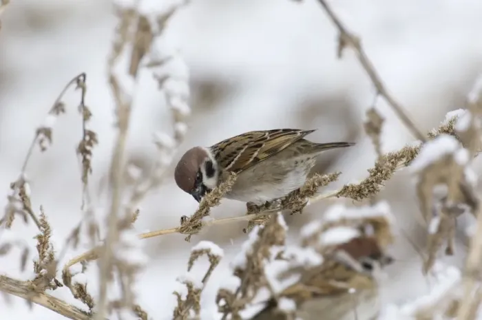 Framed Print : Eurasian Tree Sparrow (Passer montanus) adult, feeding on seeds, perched on plant stem in snow, Norfolk, England, winter Framed Print : Eurasian Tree Sparrow (Passer montanus) adult, feeding on seeds, perched on plant stem in snow, Norfolk, England, winter