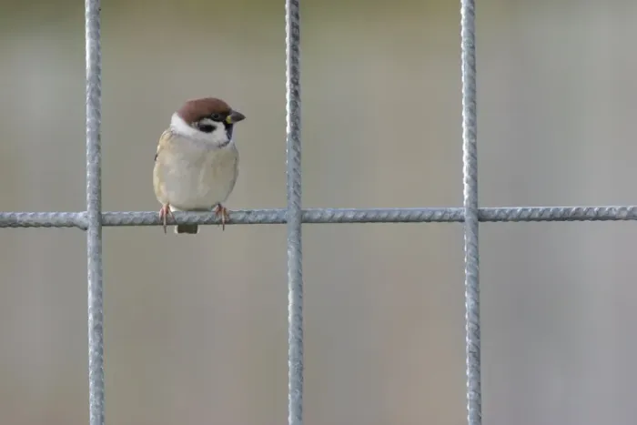 Framed Print : Eurasian Tree Sparrow (Passer montanus) adult, perched on fence, Yorkshire, England, november Framed Print : Eurasian Tree Sparrow (Passer montanus) adult, perched on fence, Yorkshire, England, november