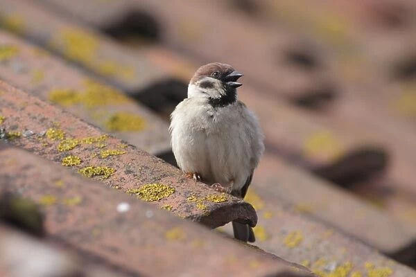 Eurasian Tree Sparrow (Passer montanus) adult, calling, perched on tiled roof, Bempton, East Yorkshire, England, June