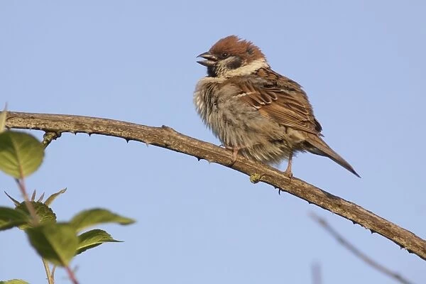 Eurasian Tree Sparrow (Passer montanus) adult, calling, perched on bramble stem, Bempton, East Yorkshire, England, June