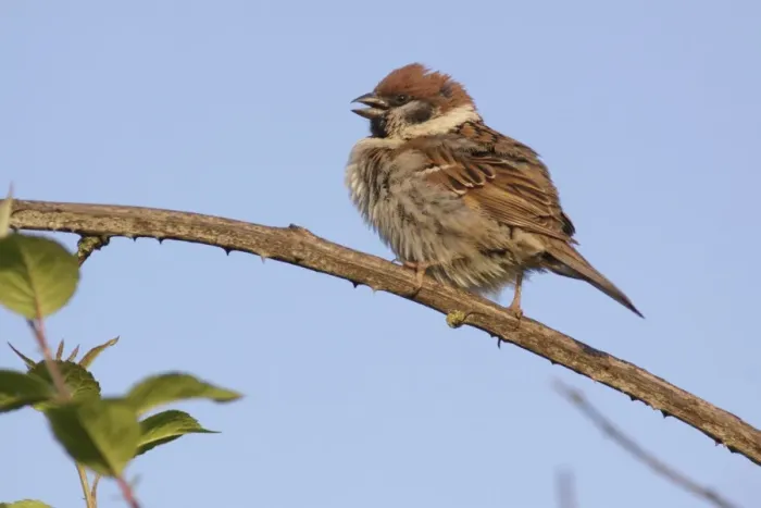 Framed Print : Eurasian Tree Sparrow (Passer montanus) adult, calling, perched on bramble stem, Bempton, East Yorkshire, England, June Framed Print : Eurasian Tree Sparrow (Passer montanus) adult, calling, perched on bramble stem, Bempton, East Yorkshire, England, June