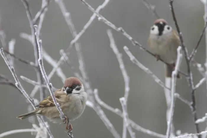 Framed Print : Eurasian Tree Sparrow (Passer montanus) two adults, perched on frosty twigs, Fairburn Ings RSPB Reserve, West Yorkshire, England, january