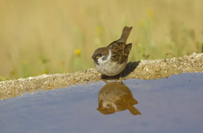 Framed Print : Eurasian Tree Sparrow (Passer montanus) juvenile, drinking at pool with reflection, Spain, june