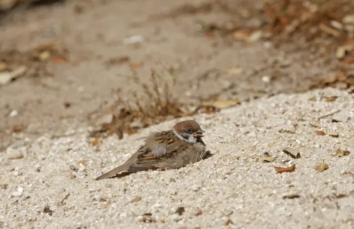 Framed Print : Eurasian Tree Sparrow (Passer montanus) juvenile, sunning and dust bathing in sand, Northern Spain, july Framed Print : Eurasian Tree Sparrow (Passer montanus) juvenile, sunning and dust bathing in sand, Northern Spain, july