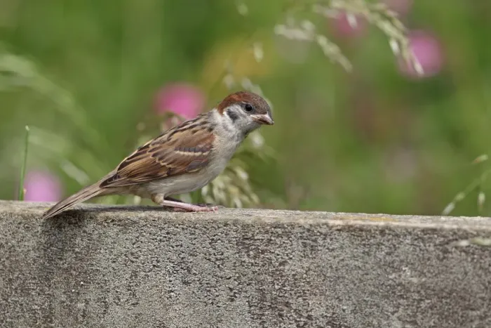 Framed Print : Eurasian Tree Sparrow (Passer montanus) juvenile, perched on wooden railing, Yorkshire, England, july Framed Print : Eurasian Tree Sparrow (Passer montanus) juvenile, perched on wooden railing, Yorkshire, England, july