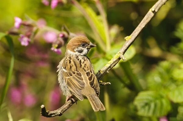 Eurasian Tree Sparrow (Passer montanus) juvenile, newly fledged, perched on stem, Bempton Cliffs RSPB Reserve, Bempton