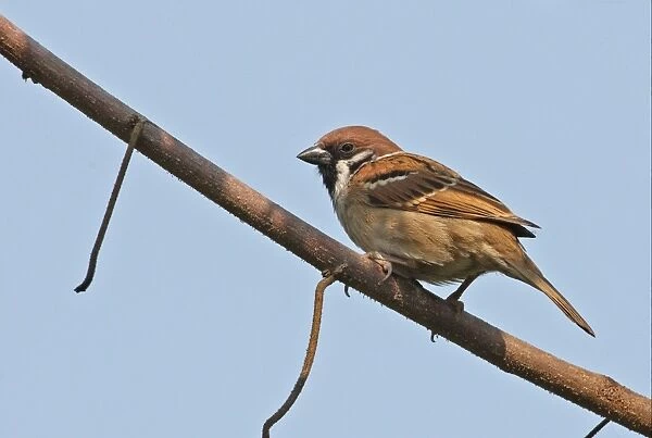 Eurasian Tree Sparrow (Passer montanus obscuratus) adult, perched on branch, Dibru-Saikhowa N. P. Assam, India, february