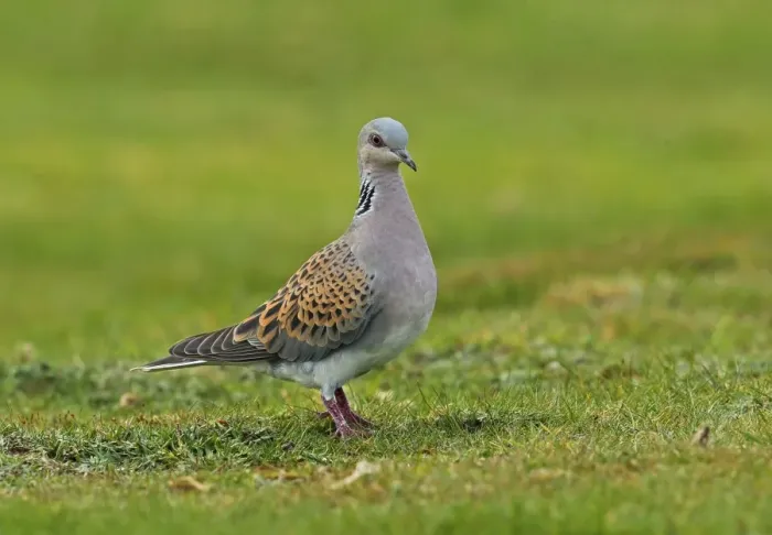 Framed Print : Eurasian Turtle-dove (Streptopelia turtur) adult, standing on grass in field, Norfolk, England, April Framed Print : Eurasian Turtle-dove (Streptopelia turtur) adult, standing on grass in field, Norfolk, England, April