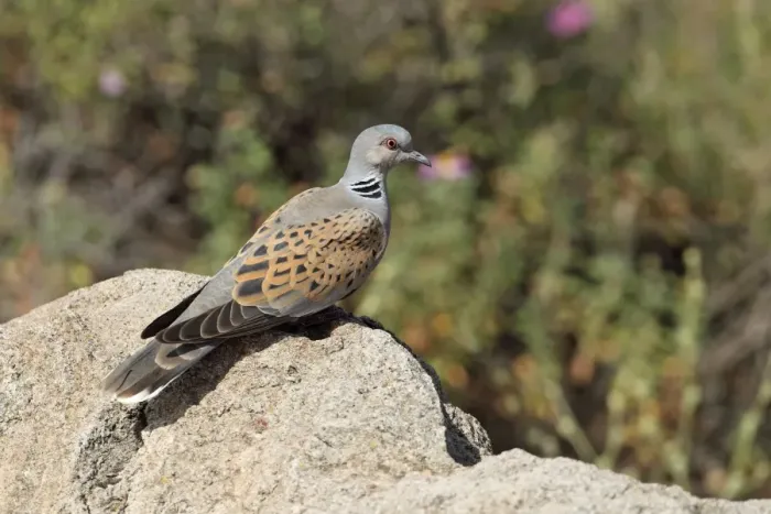 Framed Print : Eurasian Turtle-dove (Streptopelia turtur) adult, perched on rock, Lesvos, Greece, May Framed Print : Eurasian Turtle-dove (Streptopelia turtur) adult, perched on rock, Lesvos, Greece, May