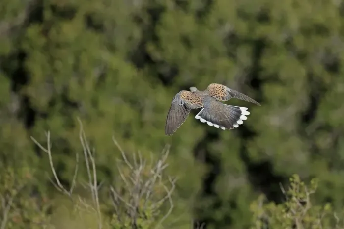 Framed Print : Eurasian Turtle-dove (Streptopelia turtur) adult, in flight, Lesvos, Greece, May Framed Print : Eurasian Turtle-dove (Streptopelia turtur) adult, in flight, Lesvos, Greece, May