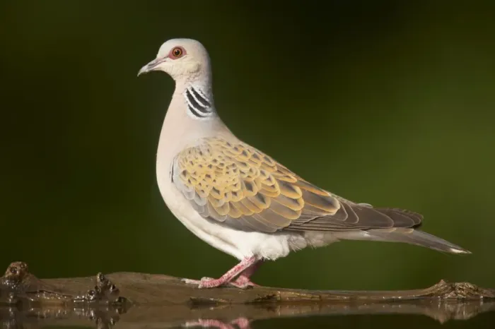 Framed Print : Eurasian Turtle-dove (Streptopelia turtur) adult, standing at edge of forest pool, Hungary