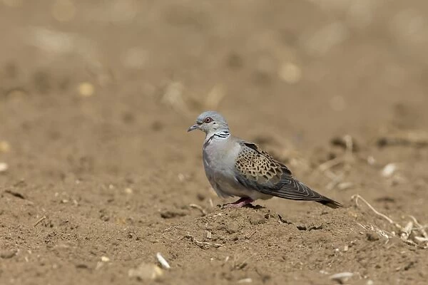 Eurasian Turtle-dove (Streptopelia turtur) adult, standing on bare soil, Suffolk, England, July