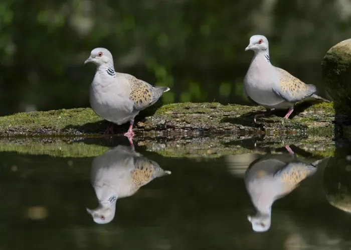 Framed Print : Eurasian Turtle-dove (Streptopelia turtur) adult pair, drinking at pool in woodland, Hortobagy N. P. Hungary, April Framed Print : Eurasian Turtle-dove (Streptopelia turtur) adult pair, drinking at pool in woodland, Hortobagy N. P. Hungary, April