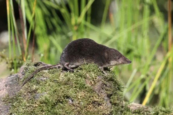 Framed Print : Eurasian Water Shrew (Neomys fodiens) adult, standing on moss, Warwickshire, England, july Framed Print : Eurasian Water Shrew (Neomys fodiens) adult, standing on moss, Warwickshire, England, july