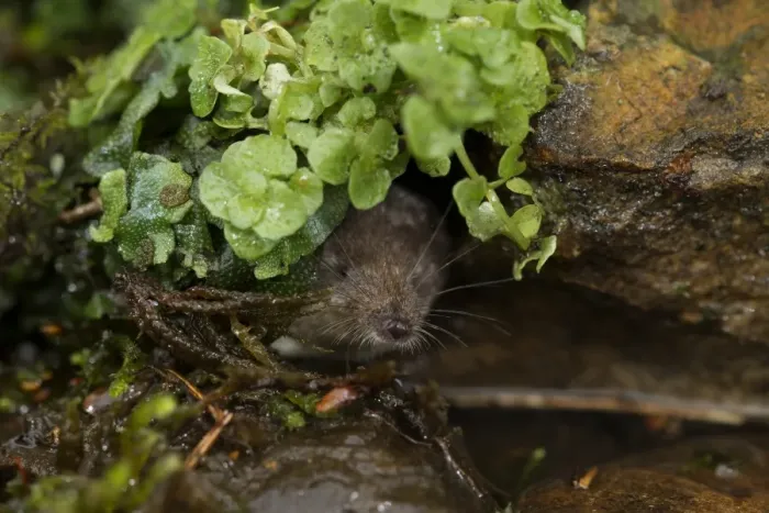 Framed Print : Eurasian Water Shrew (Neomys fodiens) adult, looking out from amongst vegetation on pond bank, South Yorkshire, England, july
