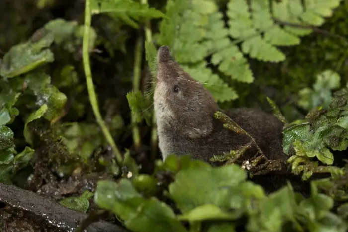 Framed Print : Eurasian Water Shrew (Neomys fodiens) adult, standing amongst vegetation on pond bank, South Yorkshire, England, july Framed Print : Eurasian Water Shrew (Neomys fodiens) adult, standing amongst vegetation on pond bank, South Yorkshire, England, july