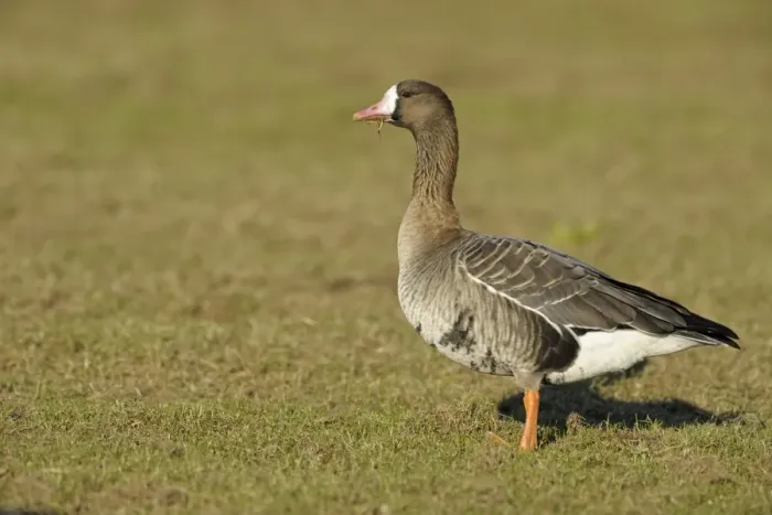 Framed Print : Eurasian White-fronted Goose (Anser albifrons albifrons) adult, feeding, standing on grass, Lower River Rhein, Germany, winter Framed Print : Eurasian White-fronted Goose (Anser albifrons albifrons) adult, feeding, standing on grass, Lower River Rhein, Germany, winter