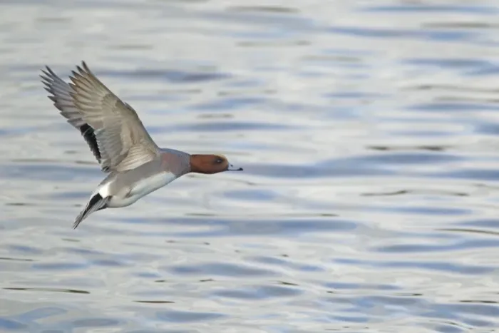 Framed Print : Eurasian Wigeon (Anas penelope) adult male, in flight, taking off from water, Caerlaverock W. W. T. Dumfries, Scotland, november Framed Print : Eurasian Wigeon (Anas penelope) adult male, in flight, taking off from water, Caerlaverock W. W. T. Dumfries, Scotland, november