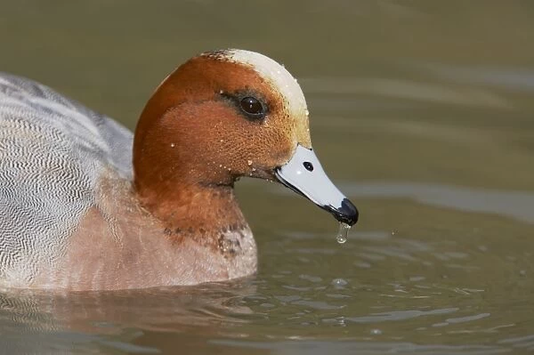 Eurasian Wigeon (Anas penelope) adult male, close-up of head, swimming, Sussex, England