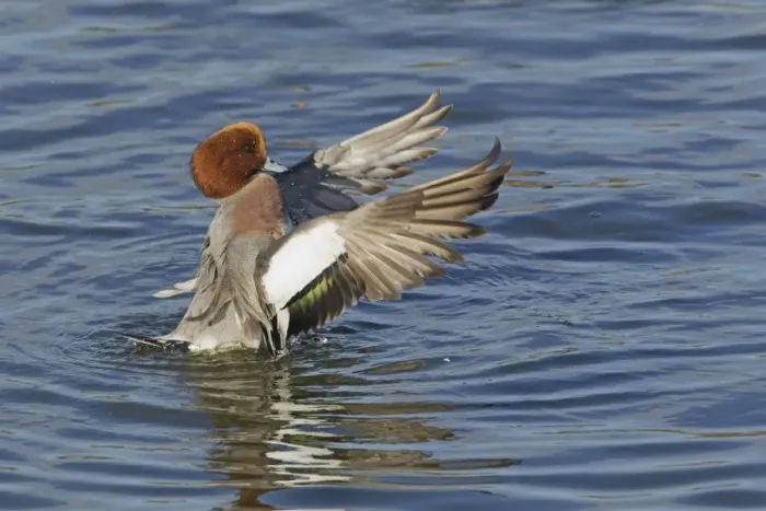 Framed Print : Eurasian Wigeon (Anas penelope) adult male, flapping and drying wings on water, Caerlaverock, Dumfries, Scotland, november Framed Print : Eurasian Wigeon (Anas penelope) adult male, flapping and drying wings on water, Caerlaverock, Dumfries, Scotland, november