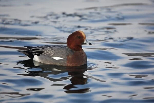 Eurasian Wigeon (Anas penelope) adult male, swimming on icy water, Dumfries, Scotland, december