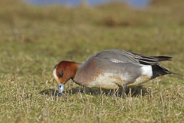 Eurasian Wigeon (Anas penelope) adult male, feeding, grazing on grass, Norfolk, England, march