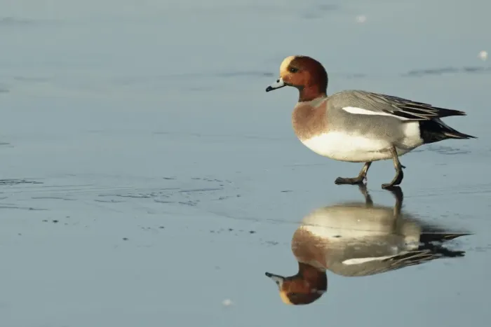 Framed Print : Eurasian Wigeon (Anas penelope) adult male, walking across frozen lake, Caerlaverock W. W. T Framed Print : Eurasian Wigeon (Anas penelope) adult male, walking across frozen lake, Caerlaverock W. W. T