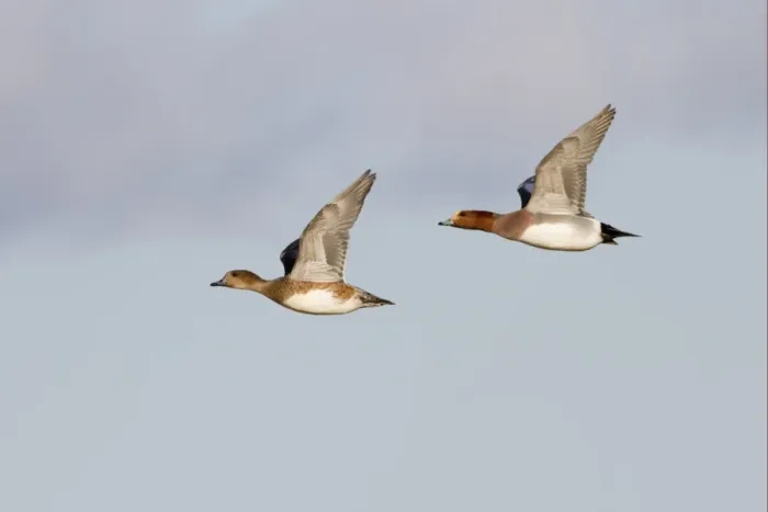 Framed Print : Eurasian Wigeon (Anas penelope) adult pair, in flight, Slimbridge, Gloucestershire, England, january Framed Print : Eurasian Wigeon (Anas penelope) adult pair, in flight, Slimbridge, Gloucestershire, England, january