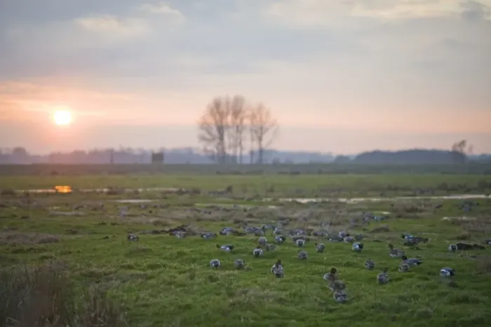 Framed Print : Eurasian Wigeon (Anas penelope) flock, grazing on pasture habitat at sunset, Buckenham Marshes RSPB Reserve, River Yare, Yare Valley, The Broads, Norfolk, England, december Framed Print : Eurasian Wigeon (Anas penelope) flock, grazing on pasture habitat at sunset, Buckenham Marshes RSPB Reserve, River Yare, Yare Valley, The Broads, Norfolk, England, december