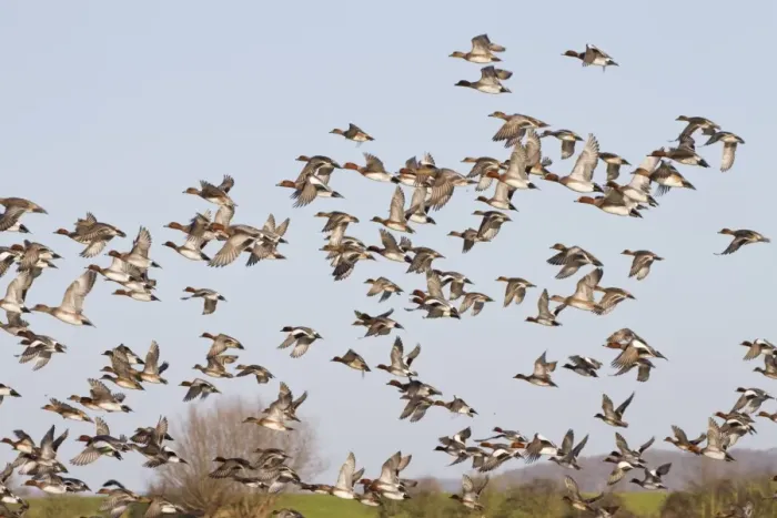 Framed Print : Eurasian Wigeon (Anas penelope) flock, in flight, Slimbridge, Gloucestershire, England, january Framed Print : Eurasian Wigeon (Anas penelope) flock, in flight, Slimbridge, Gloucestershire, England, january